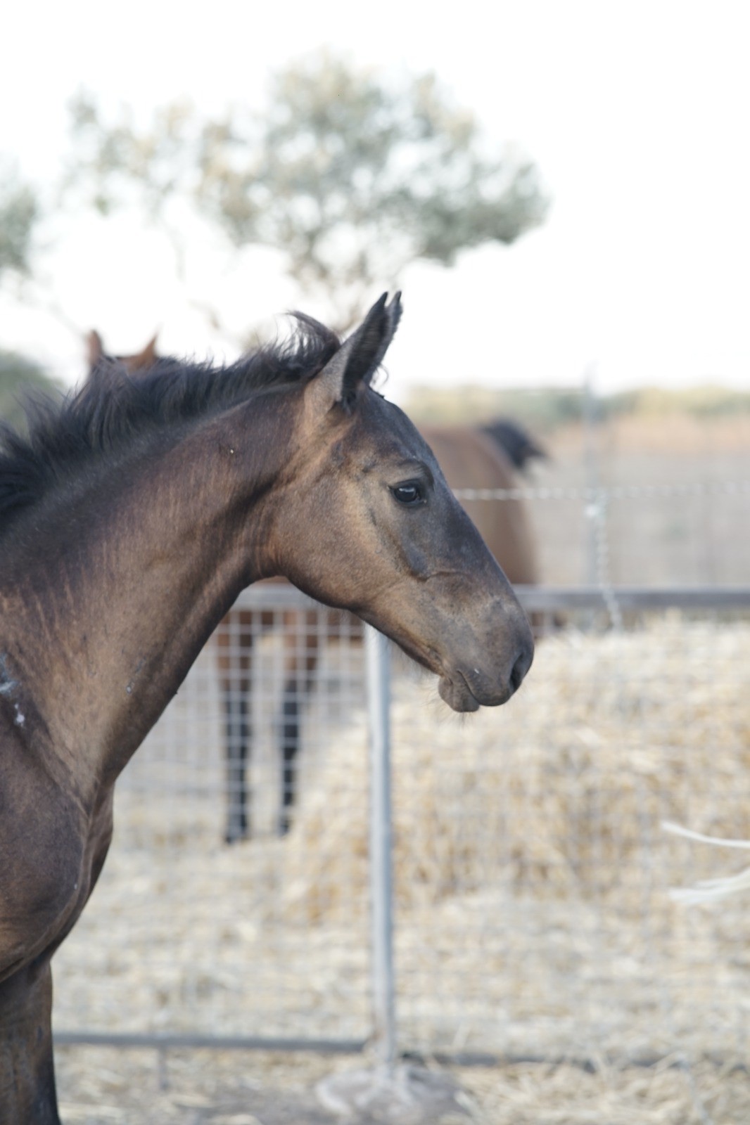 horse
